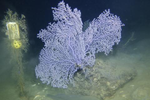 Coral next to a research marker on the sea floor.