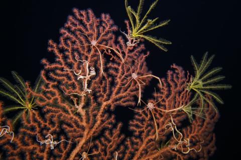 Deep sea coral with brittle stars, crinoids, and squat lobsters.