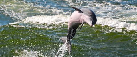 a dolphin jumps out of the ocean 