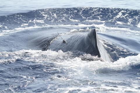 a sperm whale shows their hump and a tagging device on its side 