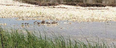 tall grass is shown in front of a shallow stream with brown grass in the back