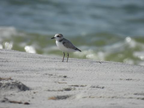 a small bird stands on sand