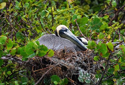 a nesting brown pelican 