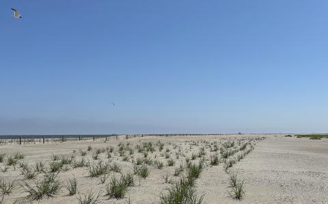 A fence protects vegetation on a beach
