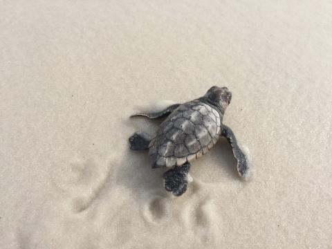 a hatchling turtle crawls through sand