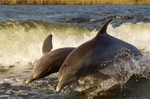 two dolphins jumping in the water 