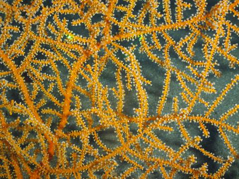 a close up look of yellow coral
