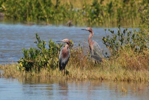 two brown birds look in the same direction, in a marsh
