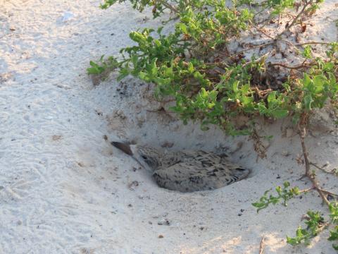 a baby bird in a sand hole 