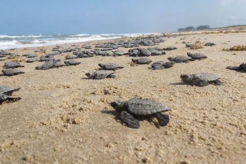 Dozens of juvenile sea turtles on a beach, heading to the Gulf of Mexico. Deepwater Horizon Sea Turtle Early Restoration Project.