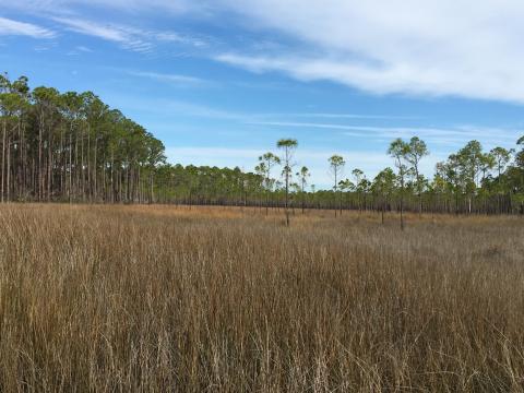 Tall grasses and trees in a marsh landscape in Mississippi.