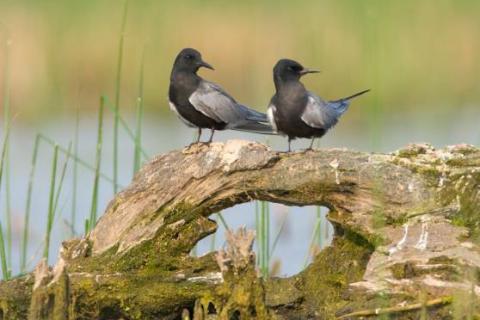 Two black terns perching on a log.