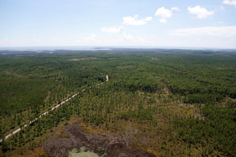An aerial view of forest and estuary land on the Mississippi coast.