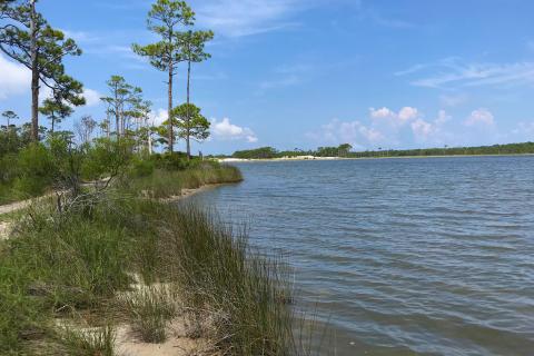 A lagoon shoreline has new plants, and other vegetation along the water's edge.