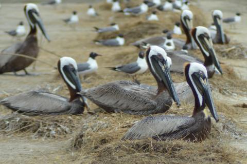 Brown pelicans and laughing gulls nesting on a restored Louisiana island.