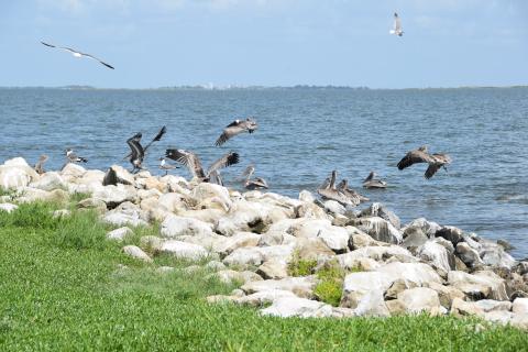 Pelicans flying around a rocky shoreline