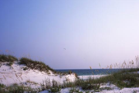 Dunes with vegetation