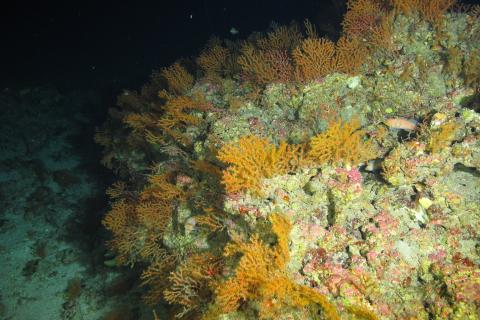 a colorful group of coral sits on the ocean floor