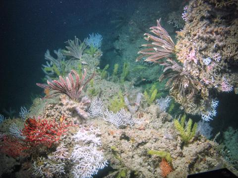 Colorful orange and pink feather duster-like crinoids and corals populate a dark underwater habitat. 