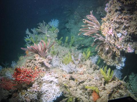 Colorful orange and pink feather duster-like crinoids and corals populate a dark underwater habitat. 