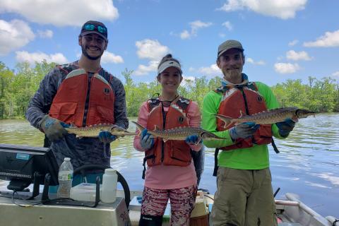 Three people on a boat, each holding one juvenile sturgeon