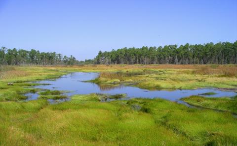 Grand Bay National Estuarine Research Reserve landscape.