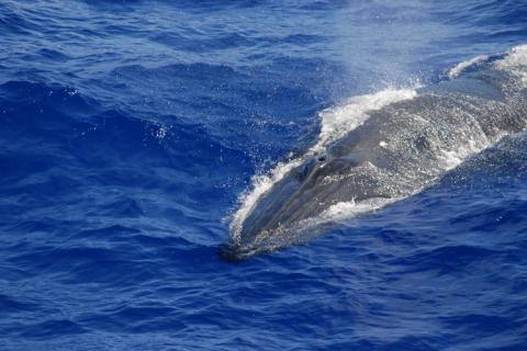 An endangered Bryd'es whale surfaces in the Gulf of Mexico.