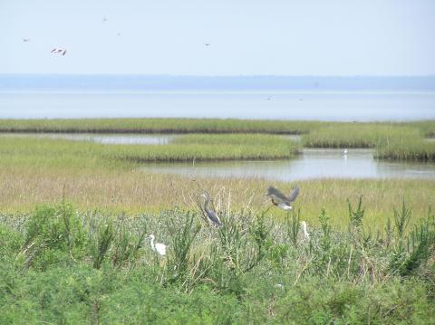 Birds in a marsh