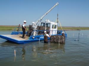 Two people work to place oyster shells in the water