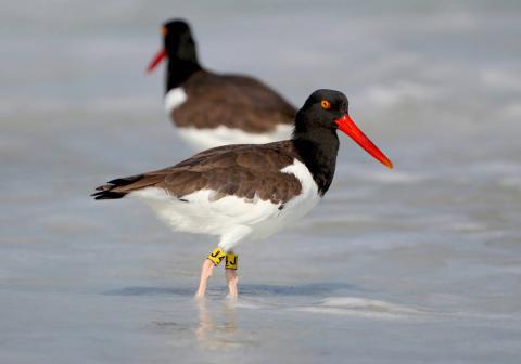 American oystercatcher