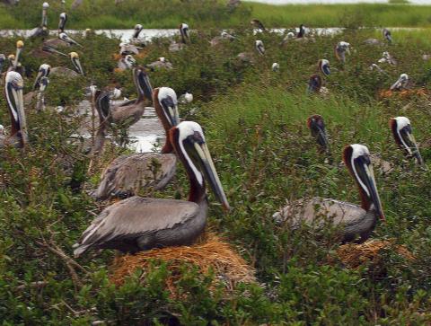 Nesting brown pelicans