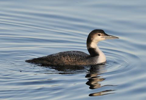 Common loon.