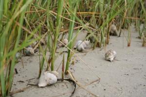 Several shells on the sand near the roots of grasses