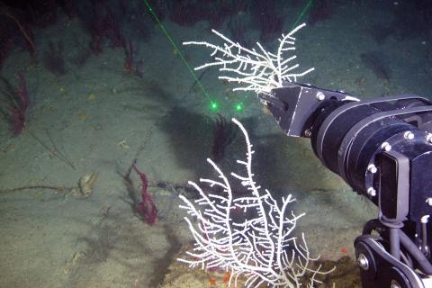 an underwater camera is pointed at coral on the floor or the ocean 