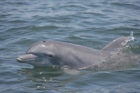 Dolphin at the water's surface. Image: NOAA MMPA Permit No 14450 