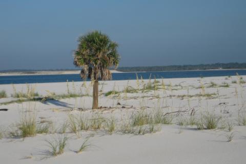 Small palm stands alone on a beach on Santa Rosa Island in Florida. The sea is in the background.