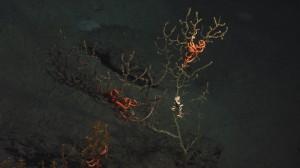 A deep sea coral