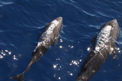 two whales are swimming through blue water near the surface 