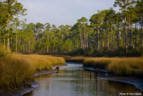 Water channeling into Grand Bay, Mississippi from a marsh area surrounded by trees. Photo: © Tom Carlisle