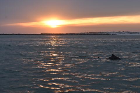 The sun sets over water with dunes in the background. A dolphin dorsal fin surfaces in the foreground