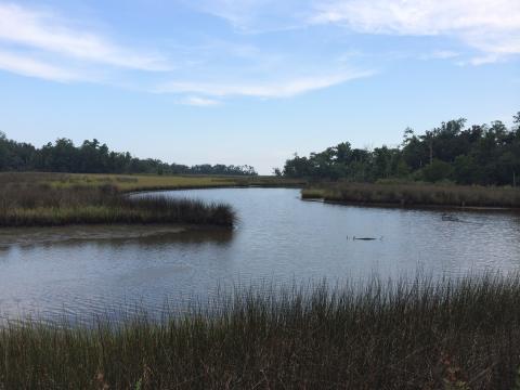 A river in Alabama meandering toward the Gulf of Mexico surrounded by marsh