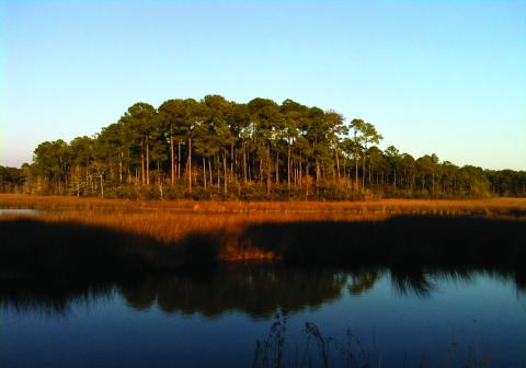 Mississippi marsh