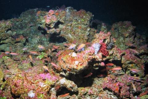 a group of fish swim by colorful coral in black water