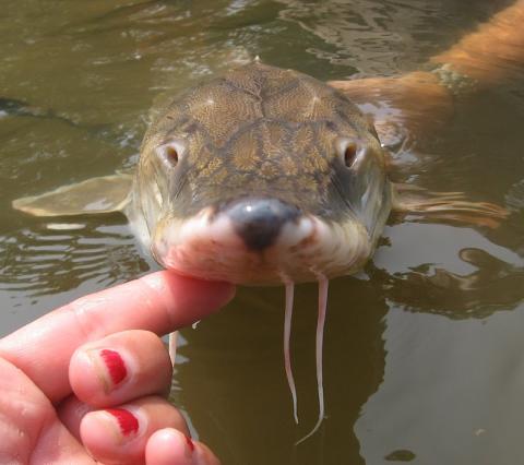 A scientist's hand holds up a small fish on the surface of water.