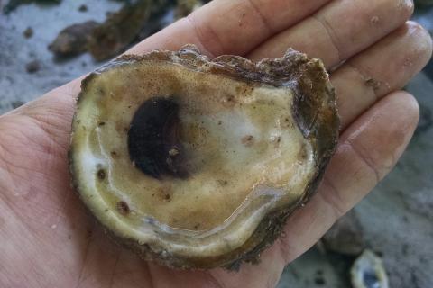 Human hand holds half an oyster shell.