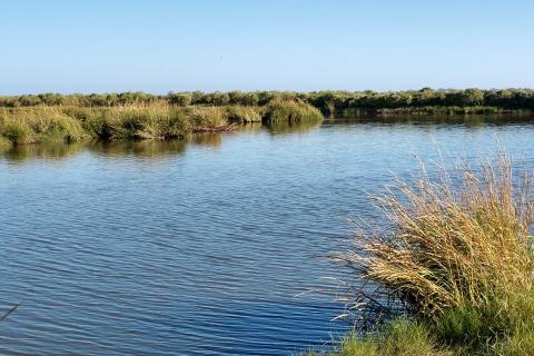 Marshy waterway with a grass-like plant in foreground and other marsh vegetation in background