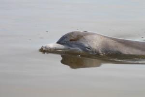 A dolphin in oiled water