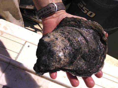 Large oyster