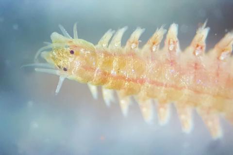 Polychaetes are marine bristle worms. This segmented worm is of the family Nereididae, and is one example of a benthic organism that live in sand or mud in Louisiana estuaries.