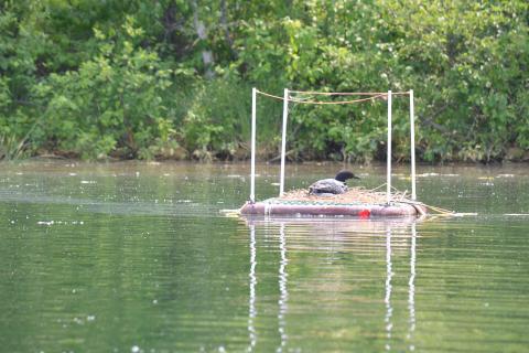 a loon is shown in the water on top of an artificial nesting platform